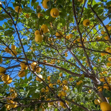 Alojamento de Acomodação e Pequeno-almoço Ziu Anacletu *